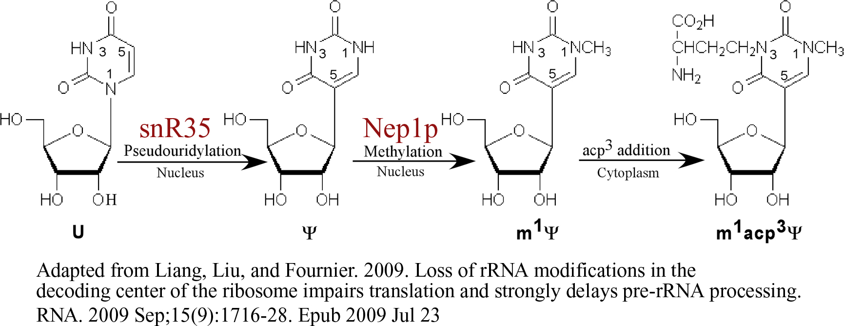 biosynthetic-pathway