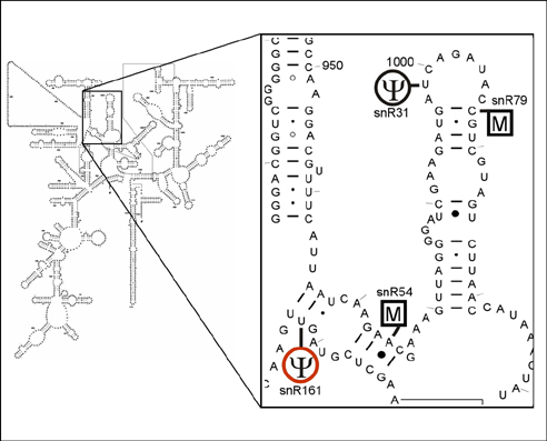 PseudoU632 in 18S rRNA