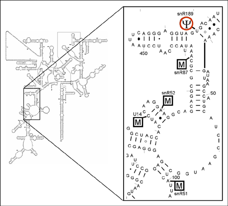 PseudoU466 in 18S rRNA