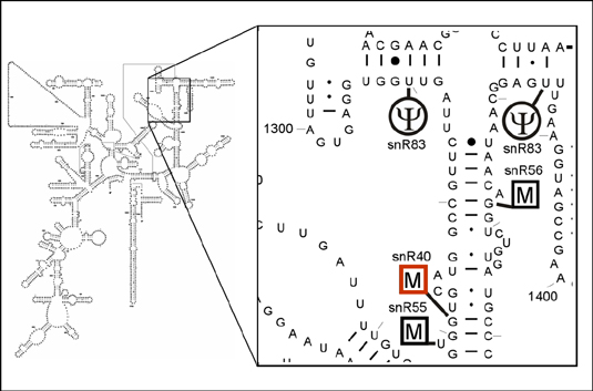 Gm1271 in 18S rRNA