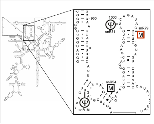 Cm1007 in 18S rRNA